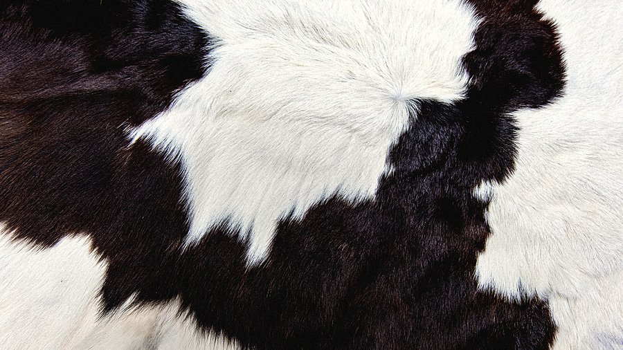 Hair-on cowhide, the raw material